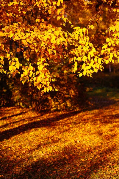 Automne Laisse Fond Dans Journée Ensoleillée Dans Parc — Photo