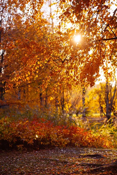 Autunno Lascia Sfondo Giornata Sole Nel Parco — Foto Stock