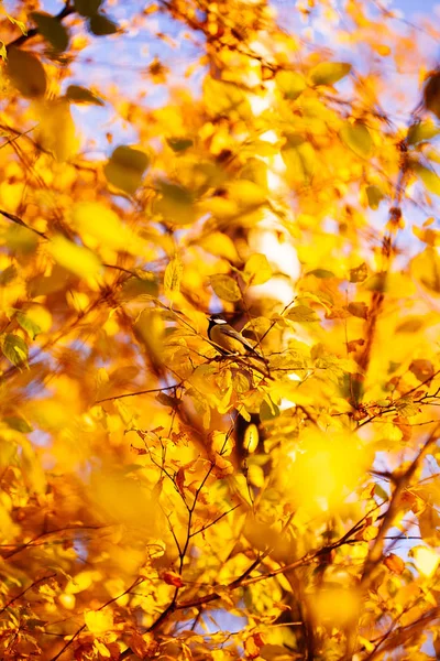 Automne Laisse Fond Dans Journée Ensoleillée Dans Parc — Photo