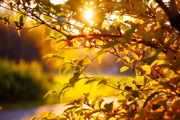 Otoño Deja Fondo Día Soleado Parque — Foto de Stock