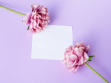 Mockup beyaz kağıt levha ve Şakayık çiçekleri, üstten görünüm mor zemin üzerine. Düz yatıyordu stili