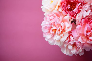 Koyu pembe arka plan üzerinde pembe şakayık, yakın çekim