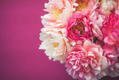 Koyu pembe arka plan üzerinde pembe şakayık, yakın çekim