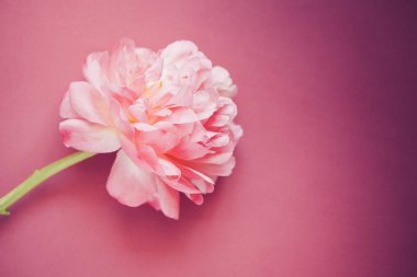 Koyu pembe arka plan üzerinde pembe şakayık, yakın çekim