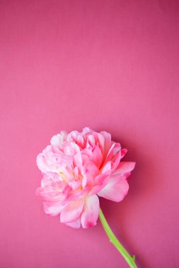 Koyu pembe arka plan üzerinde pembe şakayık, yakın çekim