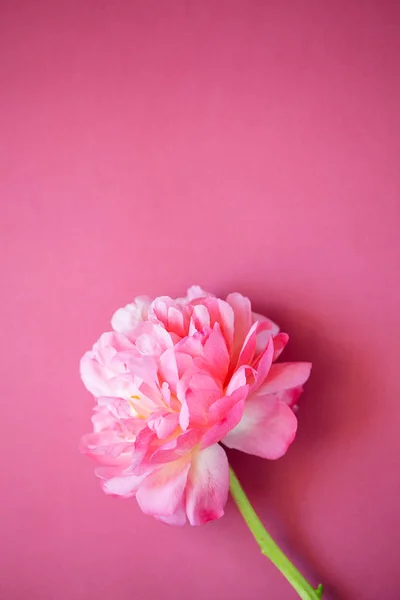 Close up of pink peony on dark pink background