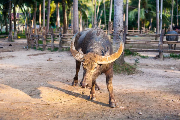 Búfalo de agua — Foto de Stock