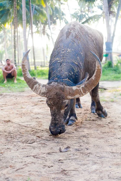 Búfalo de agua — Foto de Stock