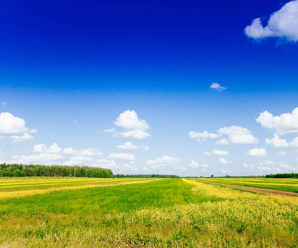 Våren sommaren bakgrund - lantlig väg i gröngräset fältet meado — Stockfoto