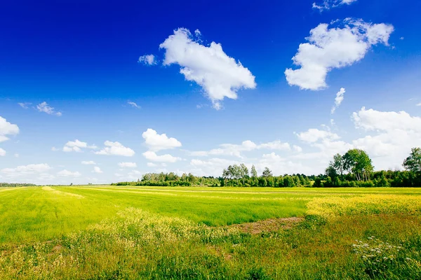 Bahar Yaz arka plan - yeşil çim alan meado içinde kırsal yol — Stok fotoğraf