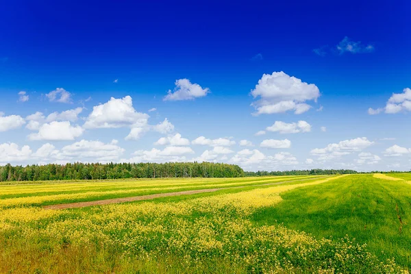 Jaro léto pozadí - venkovské silnici v zelené trávě pole meado — Stock fotografie