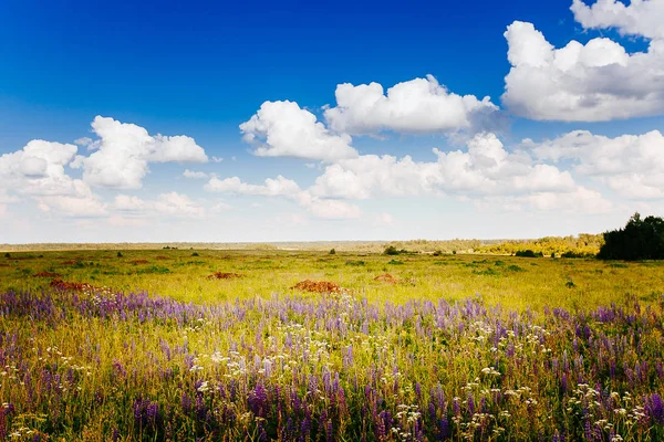 Primavera estate sfondo - strada rurale in erba verde campo meado — Foto Stock