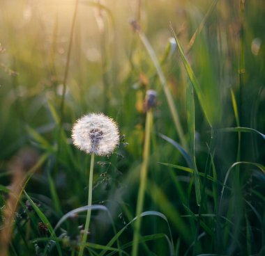 Gün batımında çayırda karahindibalar.