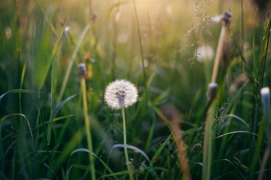 Gün batımında çayırda karahindibalar.