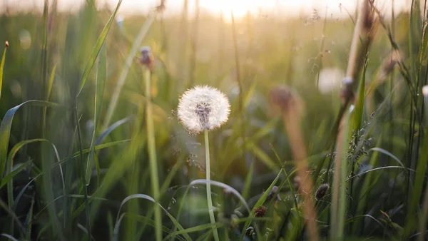 Maskrosor på ängen vid solnedgången. — Stockfoto