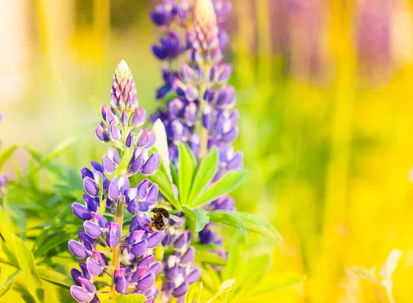 Wild-growing flowers of a lupine in the field in the sunset sun — Stock Photo, Image