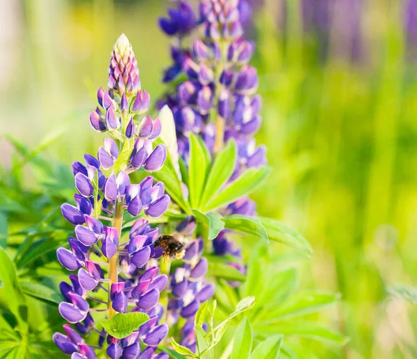 日没の太陽のフィールドにルピナスの花の自生している- — ストック写真