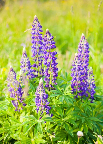 Wild-growing flowers of a lupine in the field in the sunset sun — Stock Photo, Image