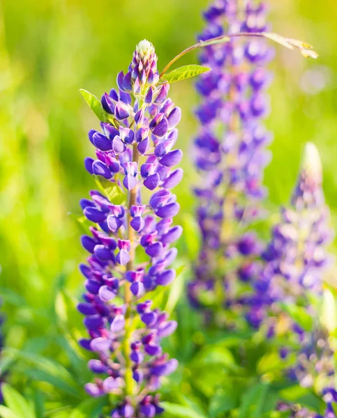 Wild-growing flowers of a lupine in the field in the sunset sun — Stock Photo, Image