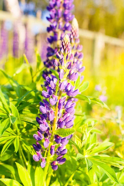 日没の太陽のフィールドにルピナスの花の自生している- — ストック写真