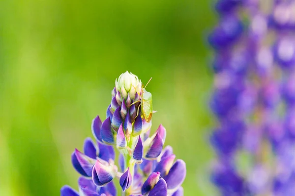 日没の太陽のフィールドにルピナスの花の自生している- — ストック写真