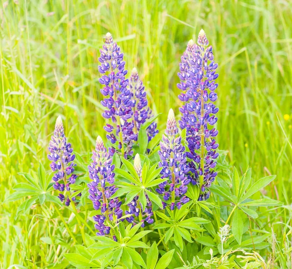 Flores de crescimento selvagem de um tremoço no campo no pôr-do-sol — Fotografia de Stock