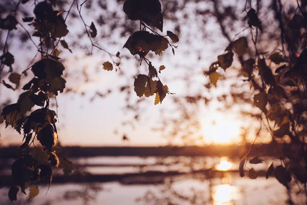 Günbatımı güzel bir blurr ile taze huş kümesi bırakır — Stok fotoğraf