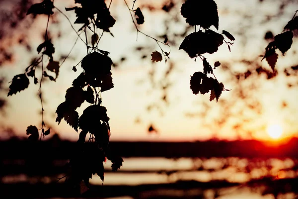 Günbatımı güzel bir blurr ile taze huş kümesi bırakır — Stok fotoğraf