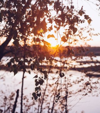 Günbatımı güzel bir blurr ile taze huş kümesi bırakır