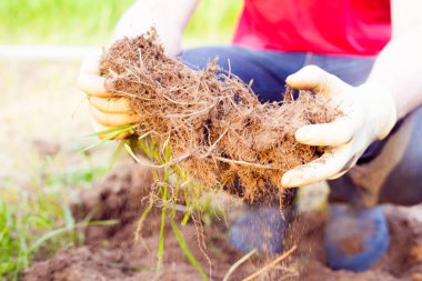 Kentsel Çiftlik organik sebze hasat dikim çiftçi 