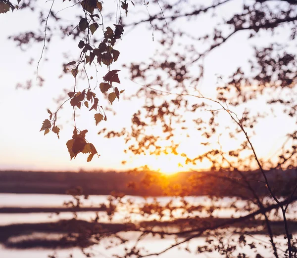 Un ensemble de feuilles de bouleau frais au coucher du soleil avec un beau flou — Photo
