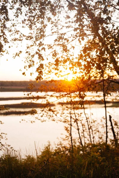 Sada čerstvé březové listy v západu slunce s krásnou Blurre — Stock fotografie