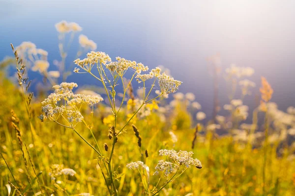 Retro Vintage Soft Focus With Grass And Flowers — Stock Photo, Image