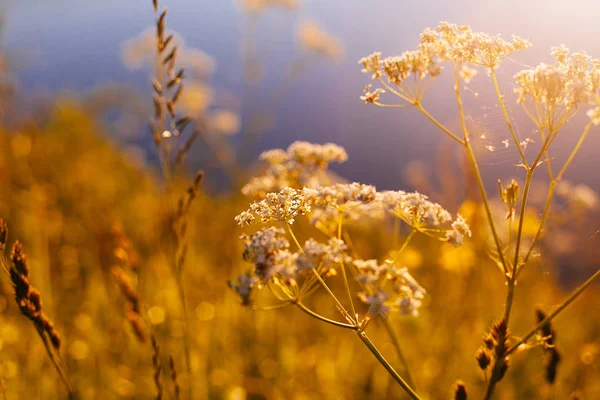 Rétro Vintage Soft Focus avec herbe et fleurs — Photo