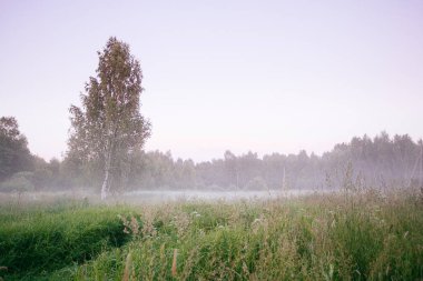 Güzel kalın sis gündoğumu sonbahar sonbahar manzara üzerinde wi alanları