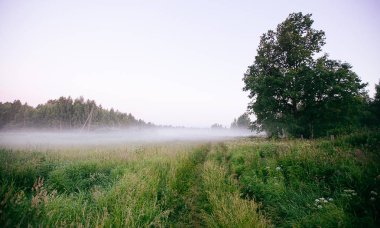 Güzel kalın sis gündoğumu sonbahar sonbahar manzara üzerinde wi alanları