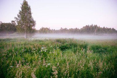 Güzel kalın sis gündoğumu sonbahar sonbahar manzara üzerinde wi alanları