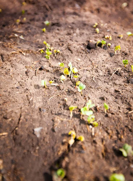 Crescimento verde a partir de sementes — Fotografia de Stock