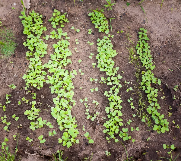 Groene spruit kweken uit zaad — Stockfoto