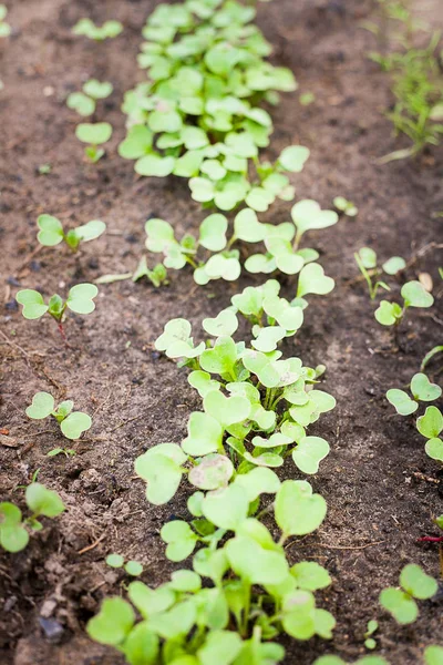 Green sprout growing from seed — Stock Photo, Image