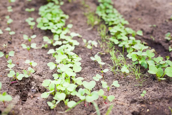Zelený výhonek pěstování ze semen — Stock fotografie
