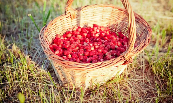 Korb mit frischen Erdbeeren — Stockfoto