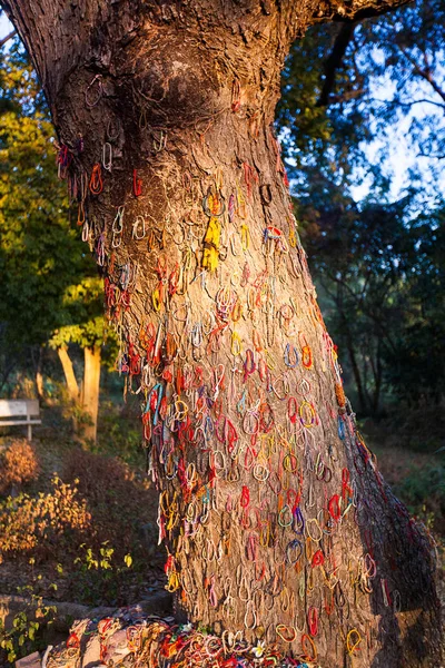 "Matar un árbol contra el que los verdugos golpean a los niños ". Choeung. —  Fotos de Stock