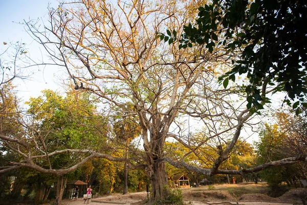 Gamla gigantiska träd — Stockfoto