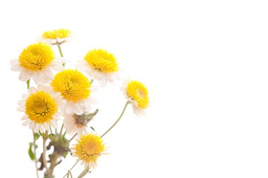 Beyaz papatya çiçeği. 