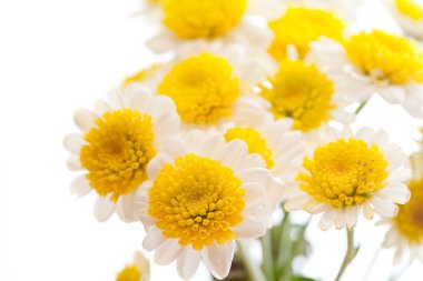 Beyaz papatya çiçeği. 