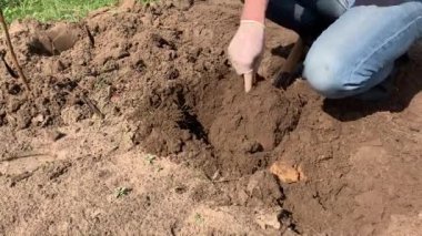 Çiftçi kauçuk çizmeler kazma ve kürek kullanarak toprak çevirme ve bir weed çekerek. Tarım, toprak işleme konsepti