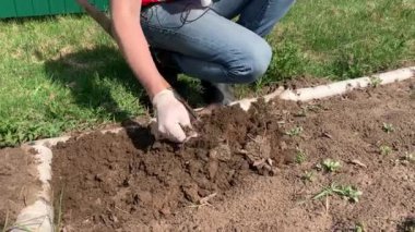 Çiftçi kauçuk çizmeler kazma ve kürek kullanarak toprak çevirme ve bir weed çekerek. Tarım, toprak işleme konsepti