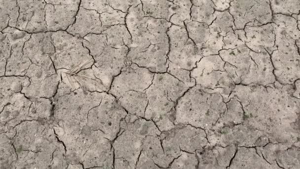 Zeer Droogte Droog Veld Bodem Gekraakt Klimaatverandering Milieuramp Aard Scheuren — Stockvideo