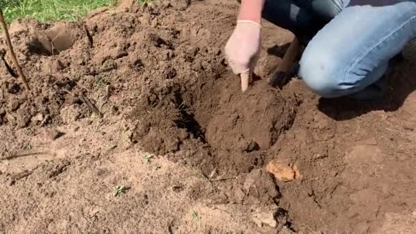 农民在橡胶靴挖和翻转土壤使用铲子和拉杂草 耕作概念 — 图库视频影像